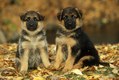 German Shepherd Puppies in Autumn