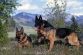 German Shepherd trio in Montana