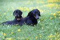 Dachshund  Mother and her puppy laying in grass