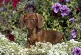 Dachshund Puppy playing in Flowers