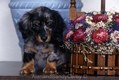 Toy Long Haired Dachhund Puppy Sitting on Table copy.