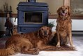 Golden Retriever  in front of fire place