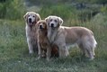 Golden Retriever Adults with older pup