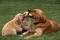 Golden Retriever Puppies trying to get ball from mom