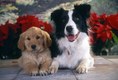 Golden Retriever Puppy and Border Collie