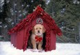 Golden Retriever Puppy at Christmass