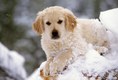 Golden Retriever Puppy in Winter, Montana