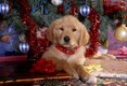 Golden Retriever Puppy Playing under Christmass Tree