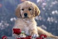 Golden Retriever Puppy with Rose