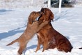 Golden Retriver Playing with her Puppy in winter