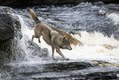 Gray Wolf crossing stream next above waterfalls