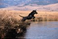 Black Labs leaping into Pond