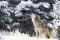 Gray Wolf Howling in Winter Storm MT