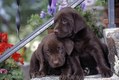 Chocolate Labrador Puppies resting on Porch Steps