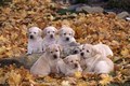 Yellow Lab Puppies playing in Autumn Leaves