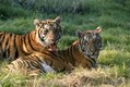 Bengal tiger pair resting