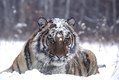 Tiger resting in the Snow