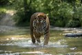 Siberian Tiger in Stream on Hot Summer Day