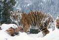Siberian Tiger in Winter