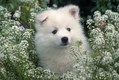 American Eskimo Puppy playing in Flowers