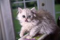Persian kitten white Mt 