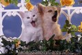 Chihuahua Puppy Singing with White Kitten