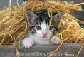 Kitten Playing in Straw