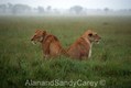 African Lions, Rained out.