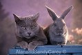 Russian Blue relaxing with Bunny