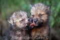 Cute Mess, Gray Wolf Pups nuzzling