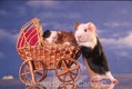Guinea Pig Female and Young in Stroller