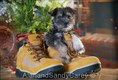 Mini Schnauzer Puppy Playing in Shoe