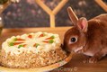 Mini Rex Rabbit eyeing Carrot Cake