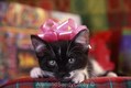 Tuxedo Kitten - the perfect gift. 