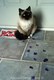 Wet Paint Tracks across Tile made by Siamese Ragdoll Cat