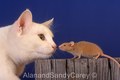 White Cat and Mouse meet