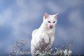 White Cat leaping over flowers 