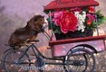 Young Abyssinian Guinea Pig riding flower Cart