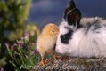 Young Rabbit with Baby Chicken
