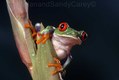 Red eyed Tree Frog Costa Rica