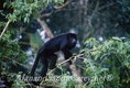 Black howler Monkey Belize