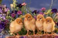 4 Baby Chicks