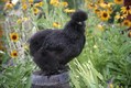 Black Silky Chicken