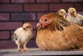 Brahma Chicken with her chicks