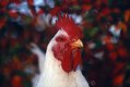 Montana Rooster Close up,