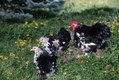 Mottled Rooster and Hens feeiding in Yard