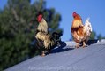 Roofing Roosters