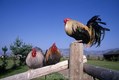 Three Roosters on Fence,