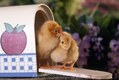 You got Mail, Baby Chick Pair in Mail Box,