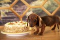 Dachshund Puppy snacking on Caketif